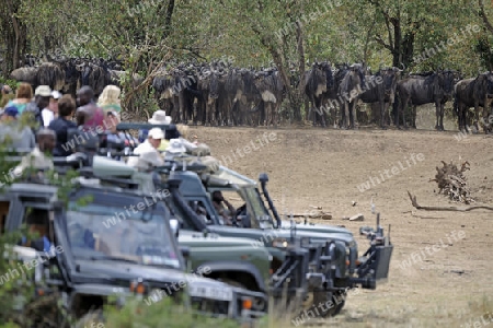 Safariwagen am Mara River mit Touristen warten auf die Gnumigration, Masai Mara, Kenia, Afrka