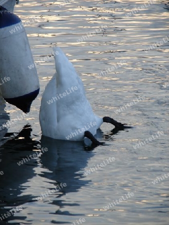 Tauchender Schwan