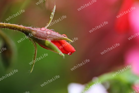 Wassertropfen an Bl?te