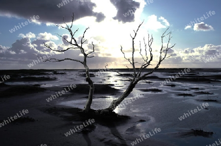 Baum am Meer