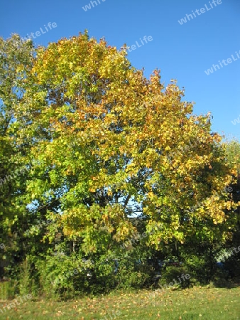 Herbstbaum