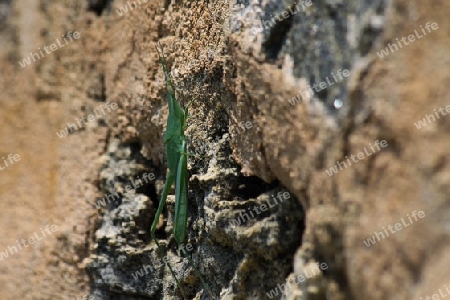 Grash?pfer in Sri Lanka