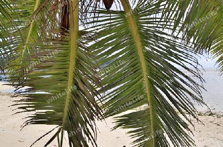 Beautiful palm trees at the beach on the tropical paradise islands Seychelles