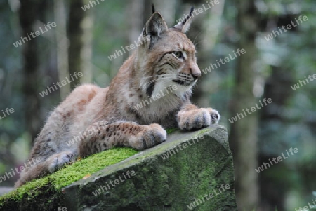 Luchs