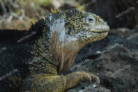 Iguana