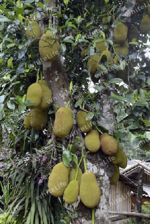 Jackfruechte an einem Baum beim Dorf Mae Hong Son im norden von Thailand in Suedostasien.