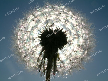 Pusteblume