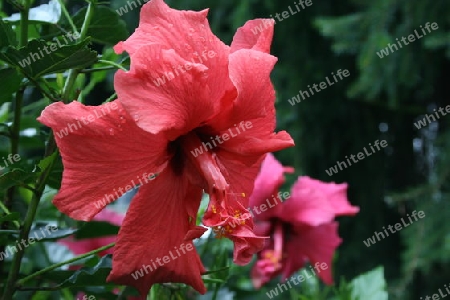 Hibiskus