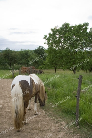 Pferd und Landschaft