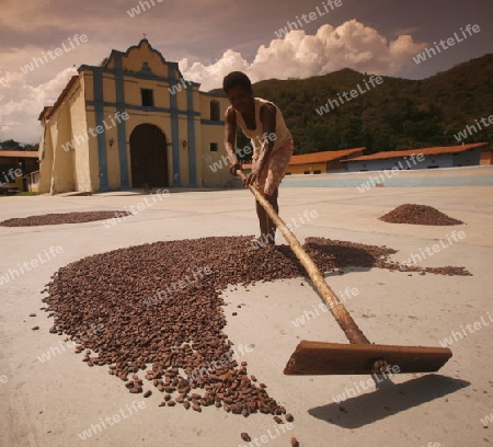 Suedamerika, Karibik, Venezuela, Nord, Chuao, National Park Hanri Pittier, Dorf, Cacao Dorf, Kakao Dorf, Kolonial, Dorfplatz, Kakao, Kakao Bohnen beim Sonnen trockenen, Frau, Arbeit, Alltag, Kirche,