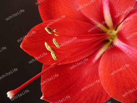 Amaryllis