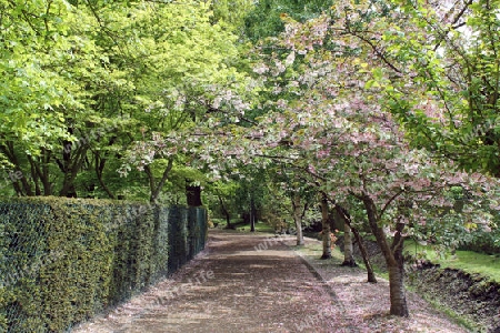 Im Japanischen Park von Hasselt, Belgien