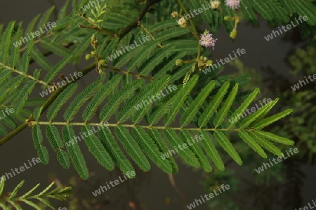 Schamblume, Fiederbl?ttchen - Mimosa pudica