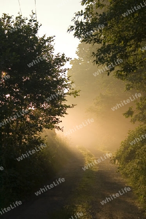 Morgennebel