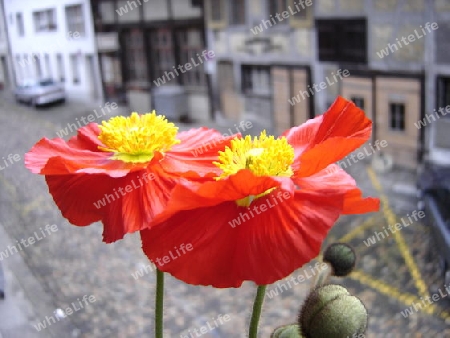 Mohnblume, Herbst