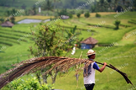 Asien, Suedost, Indonesien, Bali, Insel, Jatiluih, Zentral Bali, Landschaft, Natur, Reisfeld, Landwirtschaft,  Alltag, Bauer,   (Urs Flueeler) 