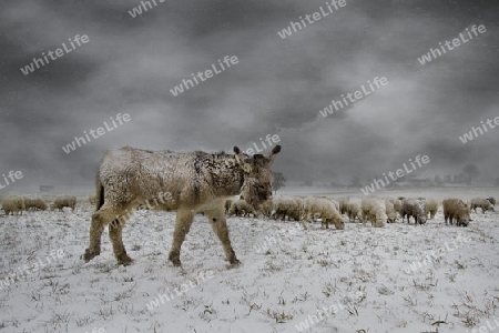 Futtersuche im Schneesturm