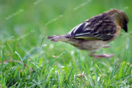 Lesser masked Weaver, Ploceus Intermedius