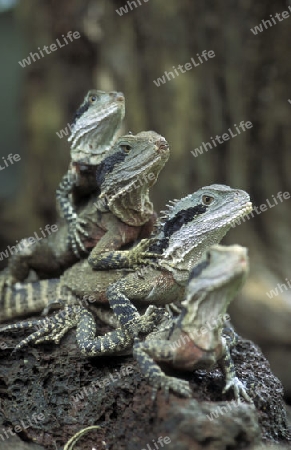 Gruene Drachen Echsen in einem Tierpark von Singapur in Suedostasien.