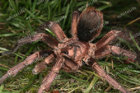 Adulte maennliche kubanische Vogelspinne (Phormictopus cochleasvorax)