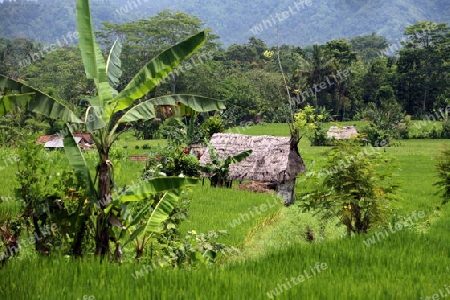 Asien, Suedost, Indonesien, Bali, Insel, Zentral Bali, Tegalalang, Reisterrassen, Wirtschaft, Landwirtschaft, Landschaft,   (Urs Flueeler) 