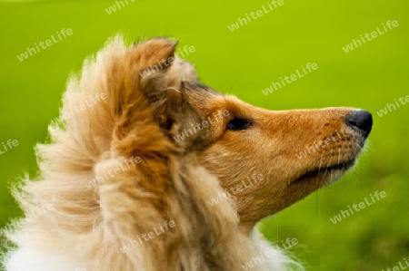 Collie-Welpen Nahaufnahme Kopf