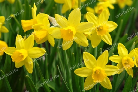 Narcissus cyclomineus