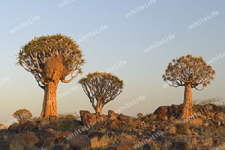 K?cherbaum oder Quivertree (Afrikaans: Kokerboom,  Aloe dichotoma) im ersten Morgenlicht , Keetmanshoop, Namibia, Afrika