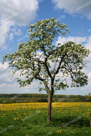 Bl?hender Obstbaum