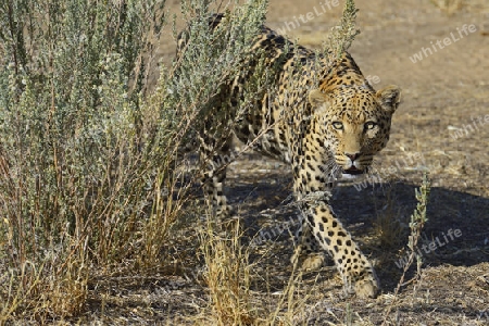 Leopard (Panthera pardus) streift durch sein Revier am Morgen, Khomas Region, Namibia, Afrika