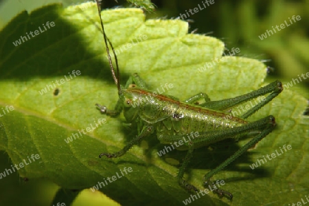 Gro?es Gr?nes Heupferd (Tettigonia viridissima)