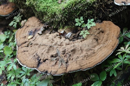 Baumpilz Tree fungus (Polyporus applanatus)