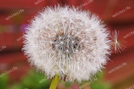 Pusteblume 1