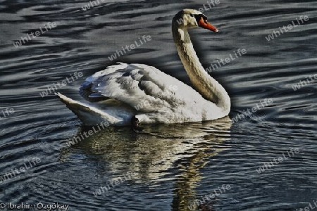 Schwan HDR