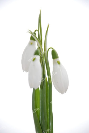 Snowdrop