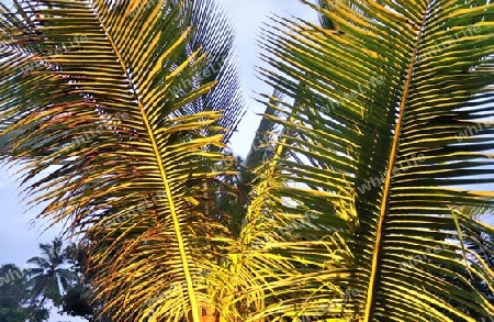 Beautiful palm trees at the beach on the tropical paradise islands Seychelles