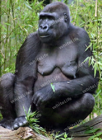 Gorilla