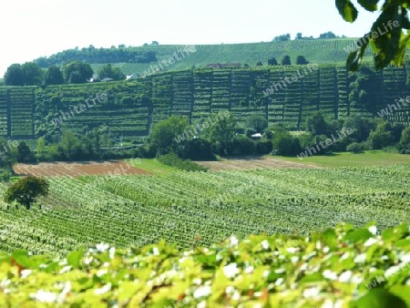 Weinberg in W?rttemberg