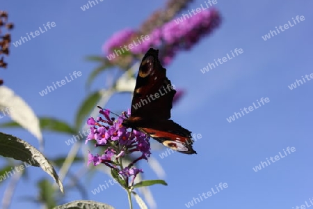 Schmetterling