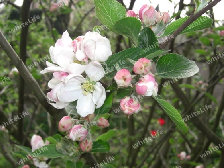 Apfelbl?ten im Garten