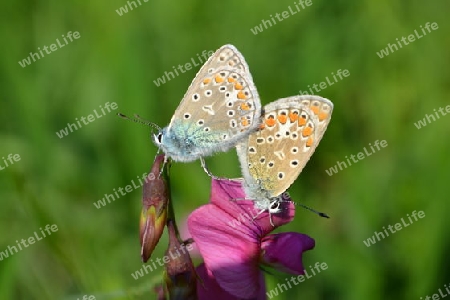 Liebende Schmetterlinge