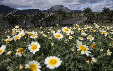 The volcanic Hills near the Village of Haria on the Island of Lanzarote on the Canary Islands of Spain in the Atlantic Ocean.
