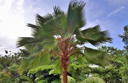 Beautiful palm trees at the beach on the tropical paradise islands Seychelles