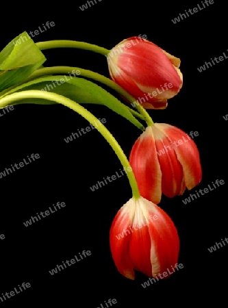 Tulpen-Trio