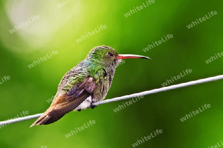 Colibri