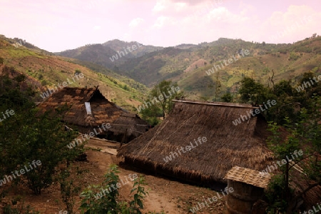 Ein kleines Dorf in der Landschaft beim Bergdorf Mae Salong in der Huegellandschaft noerdlich von Chiang Rai in der Provinz Chiang Rai im Norden von Thailand in Suedostasien.