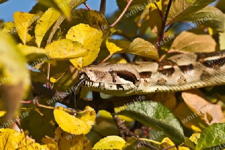 Boa constrictor