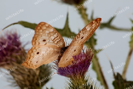 Schmetterling auf Distel