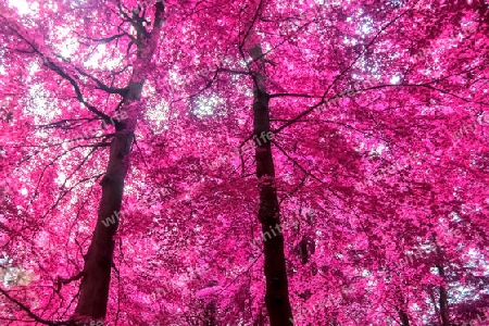 Beautiful pink and purple infrared panorama view into a forest landscape