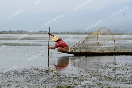 Fishermen at sunrise in the Landscape on the Inle Lake in the Shan State in the east of Myanmar in Southeastasia.